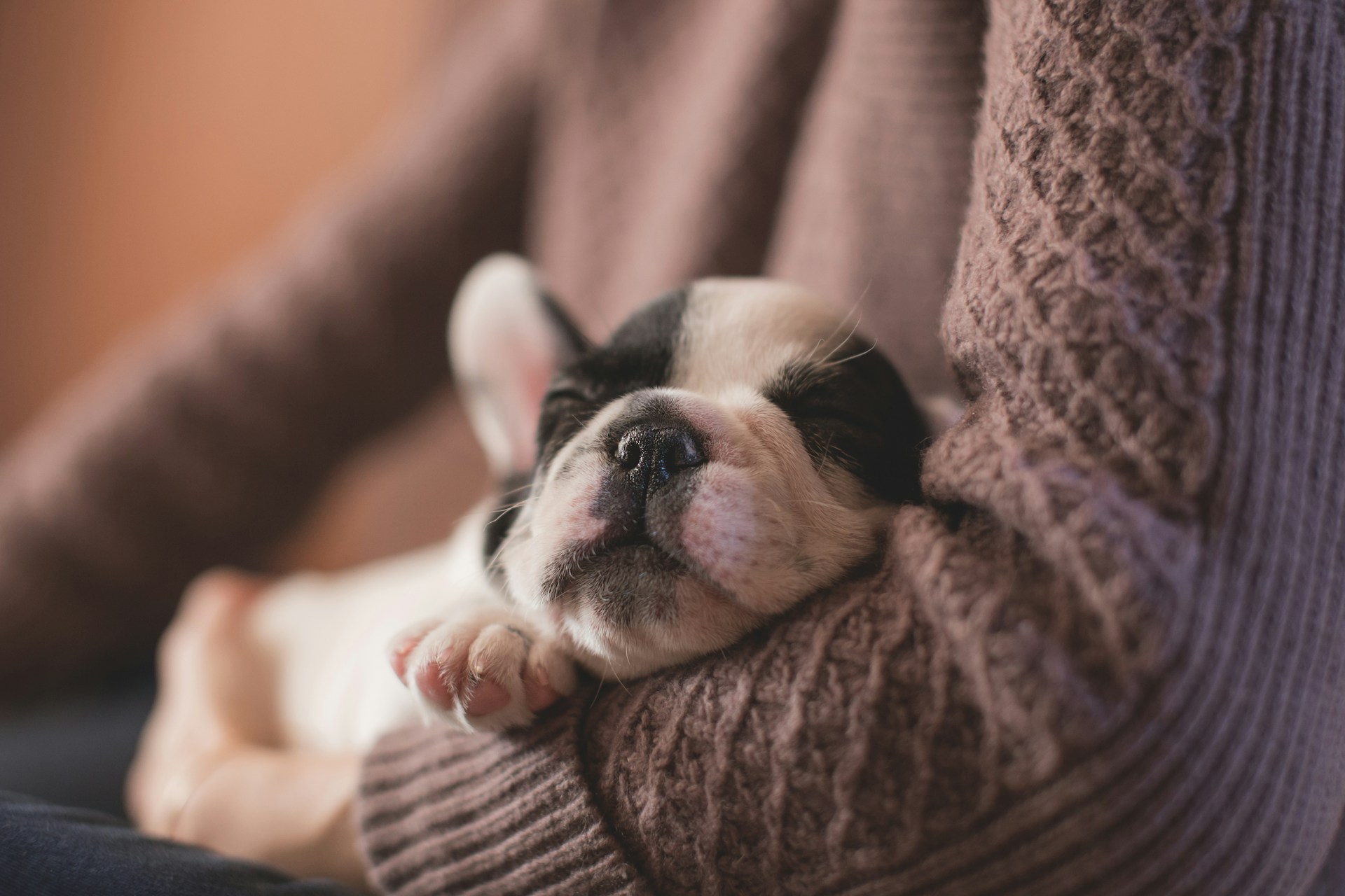 Coping with Pet Loss