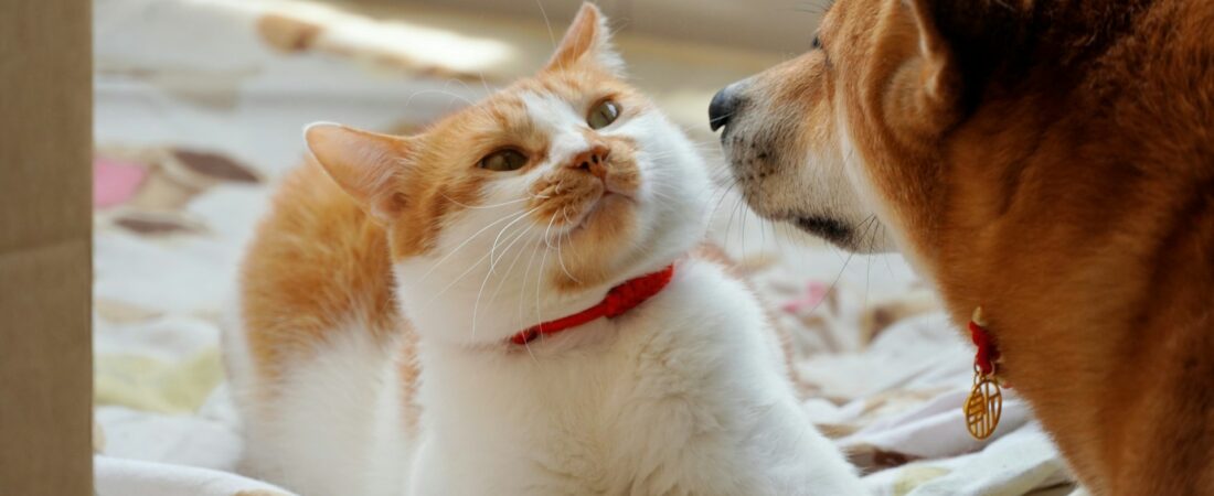 Pet Loss Sympathy Messages – 100 Heartfelt Words for Coping with Pet Loss