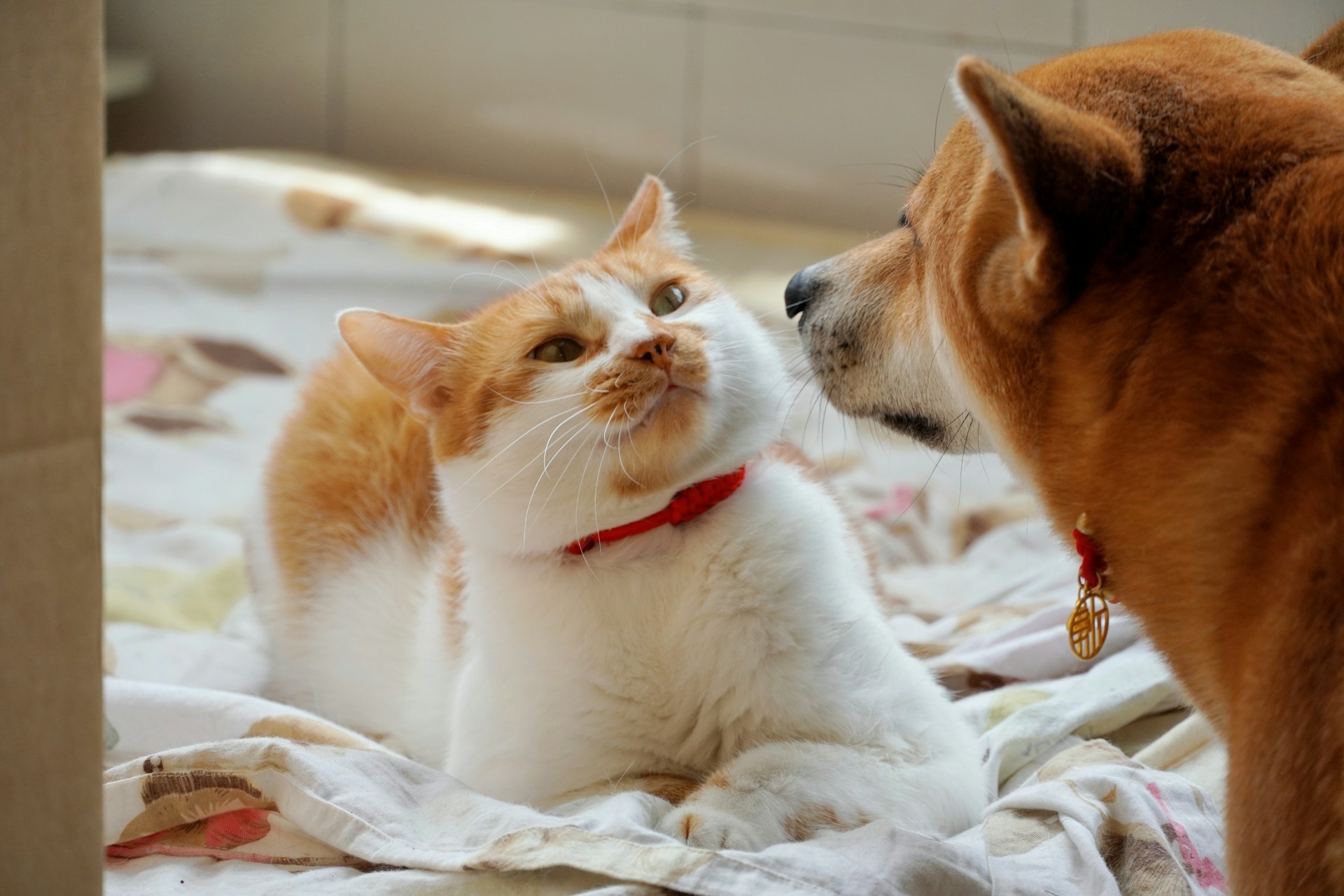 Pet Loss Sympathy Messages – 100 Heartfelt Words for Coping with Pet Loss