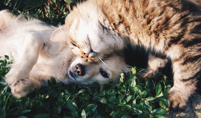 Rainbow Bridge Quotes: 75 Beautiful Words to Bring Comfort After Pet Loss