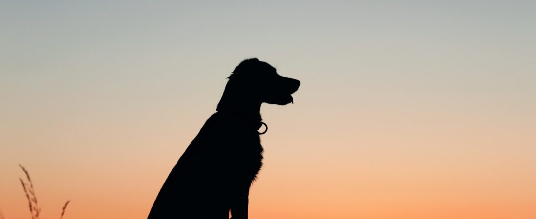 100 Heartfelt Dog Memorial Ideas to Honor Your Best Friend
