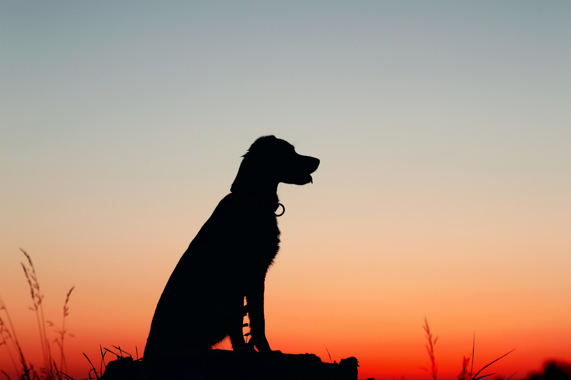 100 Heartfelt Dog Memorial Ideas to Honor Your Best Friend