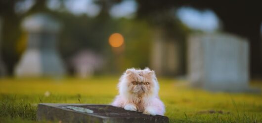 100 Pet Loss Poems That Bring Comfort and Hope