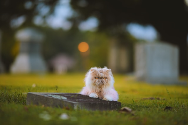 100 Pet Loss Poems That Bring Comfort and Hope